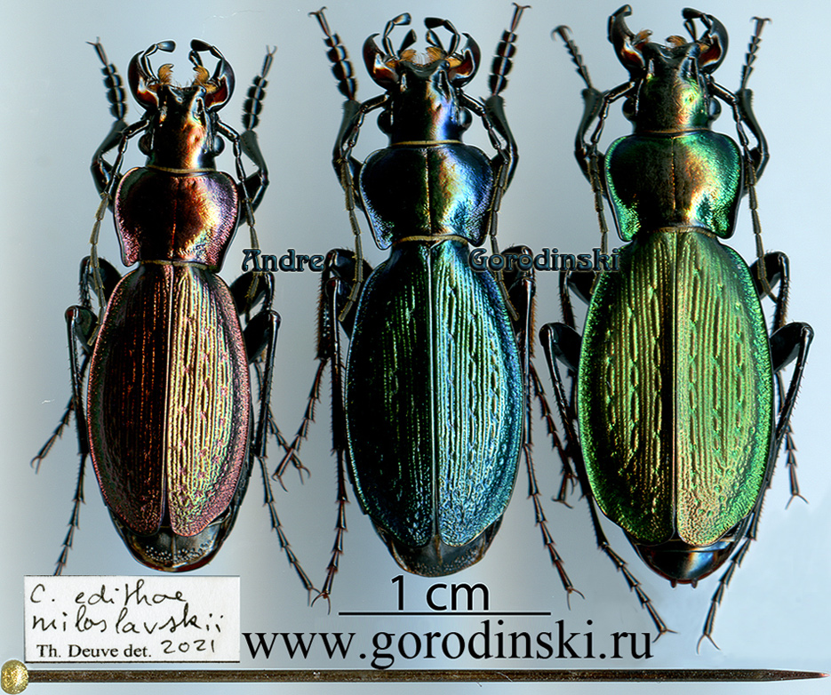 http://www.gorodinski.ru/carabus/Archiplectes edithae miloslavskii.jpg